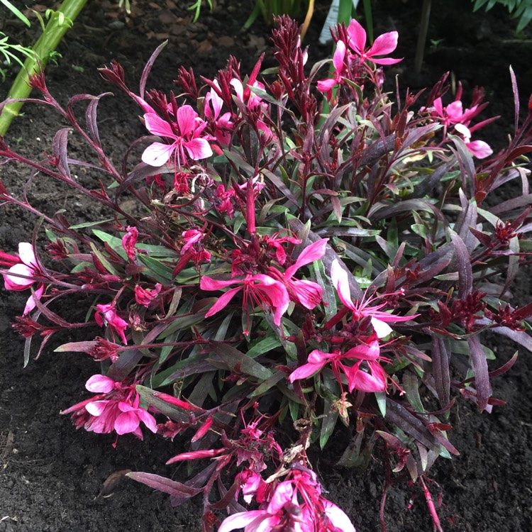 Plant image Oenothera lindheimeri 'Florgaucomro' syn. Oenothera lindheimeri 'Gaudi Rose', Gaura lindheimeri 'Gaudi Rose'