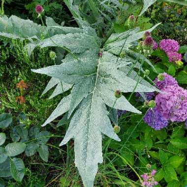 Cynara cardunculus syn. Cynara cardunculus Cardoon