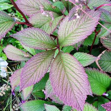 Rodgersia pinnata 'Chocolate Wing'