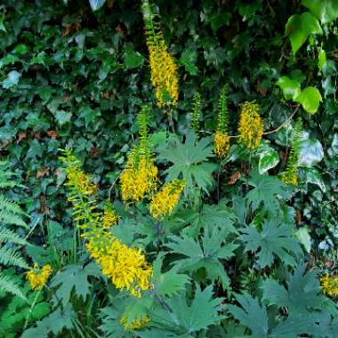 Ligularia przewalskii 'Dragon Wings'