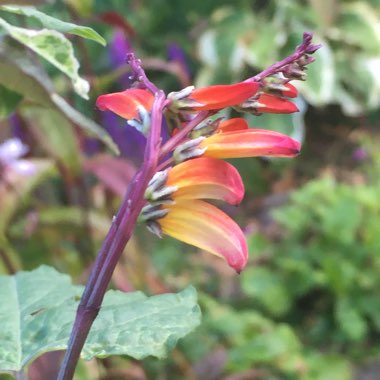 Ipomoea lobata syn. Ipomoea versicolor, Mina lobata