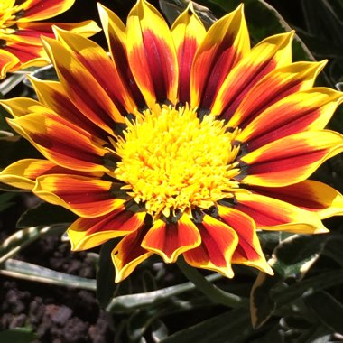 Gazania Mohawk