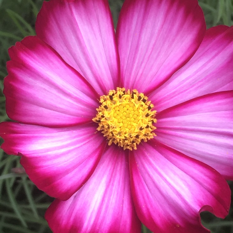 Plant image Cosmos Bipinnatus 'Peppermint Rock'