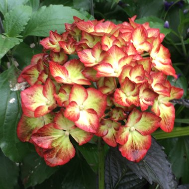 Hydrangea macrophylla 'Light My Fire'