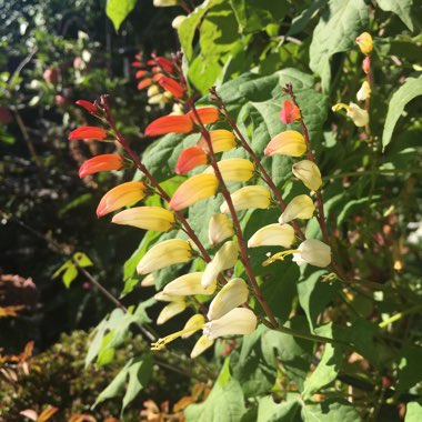 Ipomoea lobata syn. Ipomoea versicolor, Mina lobata