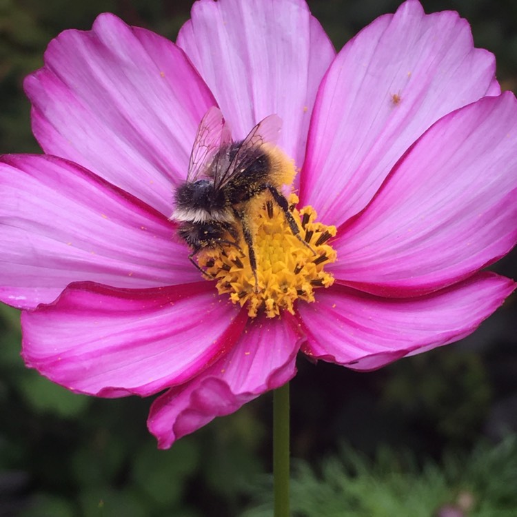 Plant image Cosmos Bipinnatus 'Peppermint Rock'