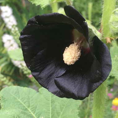 Alcea rosea 'Blacknight' (Spotlight Series)