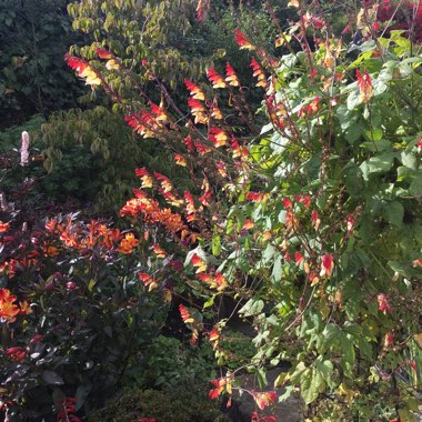 Ipomoea lobata syn. Ipomoea versicolor, Mina lobata