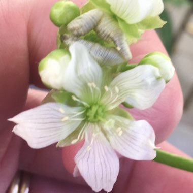 Dionaea muscipula