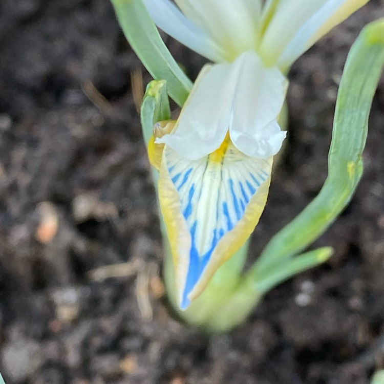 plant image 1647222