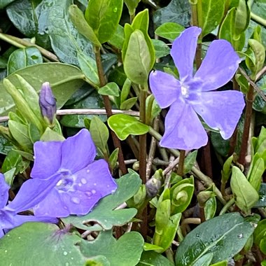 Vinca minor 'Flower Power'