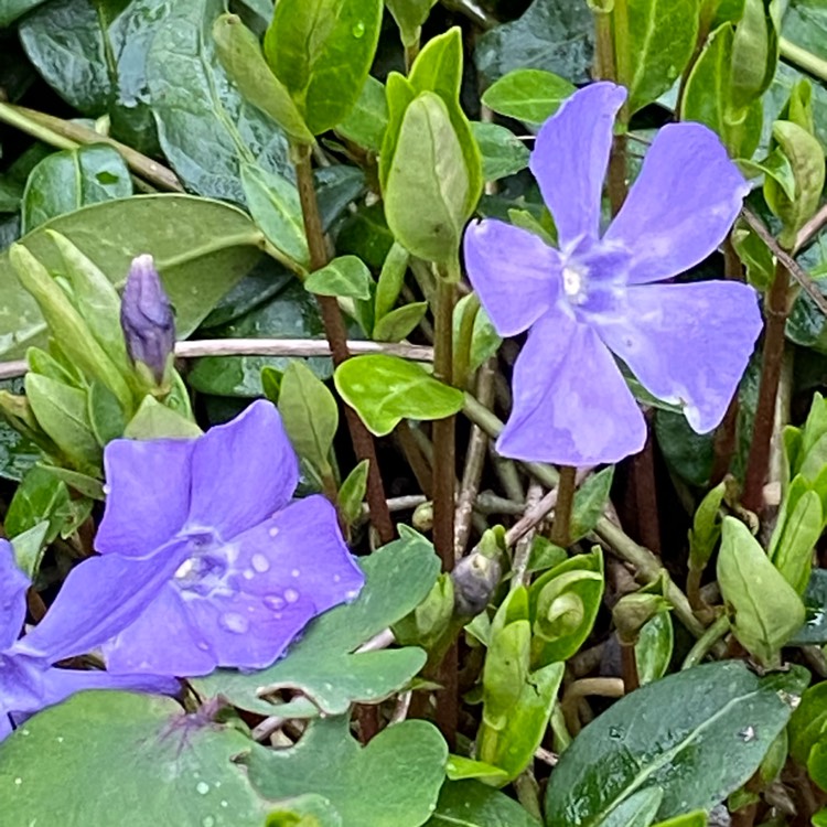 Plant image Vinca minor 'Flower Power'