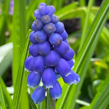 Muscari latifolium