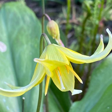 Erythronium 'Pagoda'