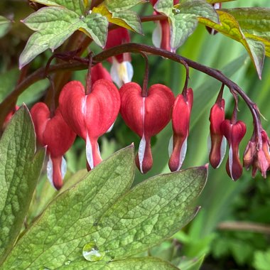 Lamprocapnos spectabilis 'Valentine' syn. Dicentra spectabilis 'Valentine'