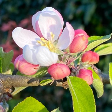 Malus domestica 'Katja' syn. Malus domestica 'Katy'