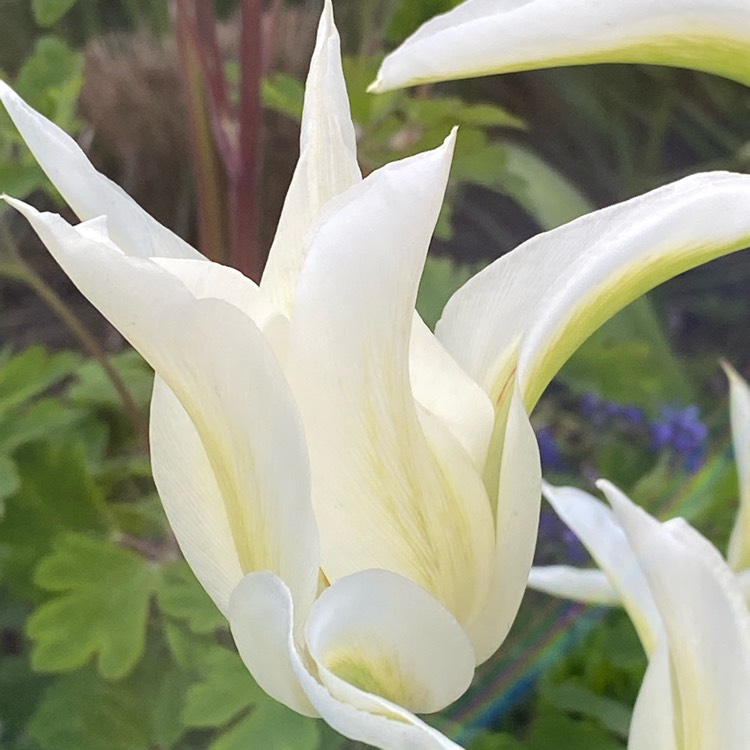 Plant image Tulipa 'Greenstar'