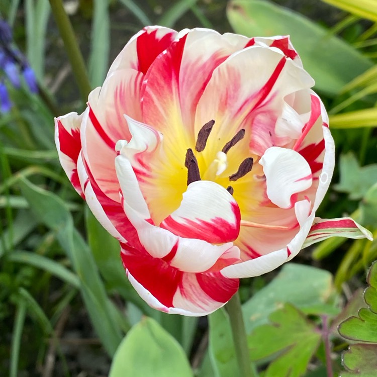 Plant image Tulipa 'Banja Luka'