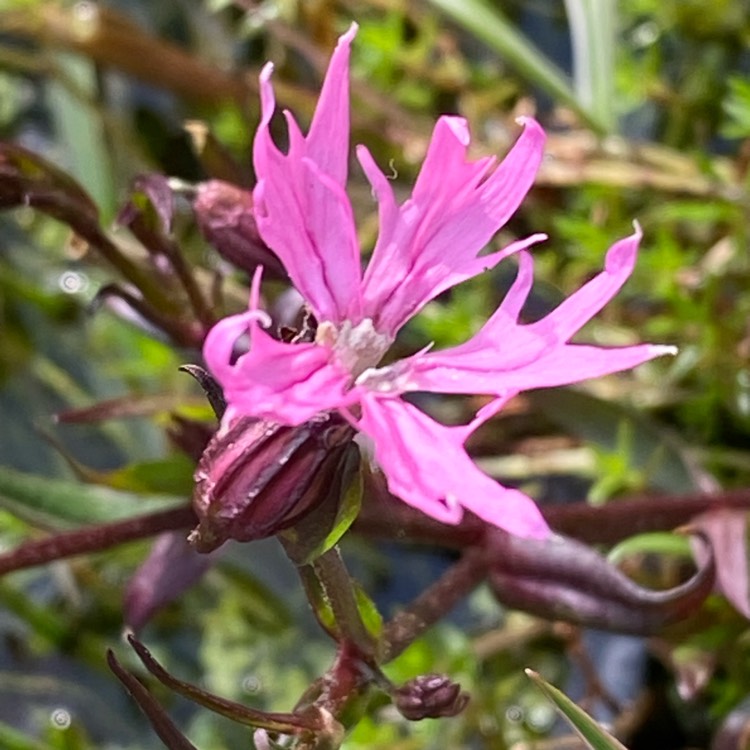 plant image 1661590