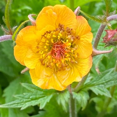 Geum 'Alabama Slammer'