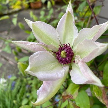 Clematis 'Miss Bateman'