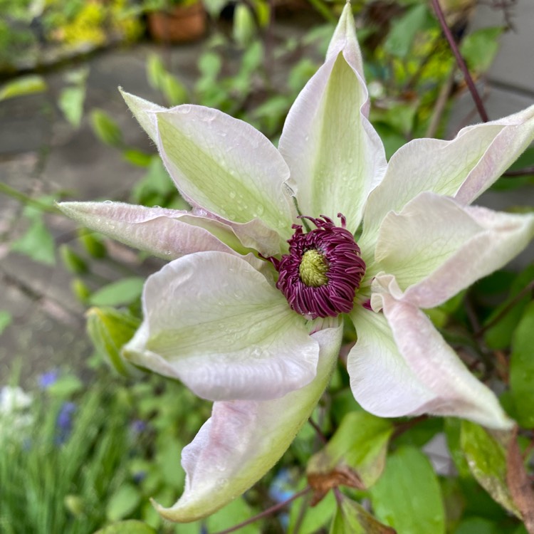 Plant image Clematis 'Miss Bateman'