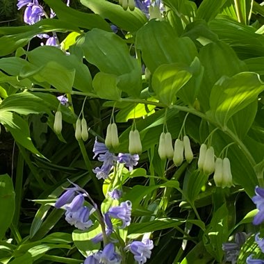 Polygonatum biflorum