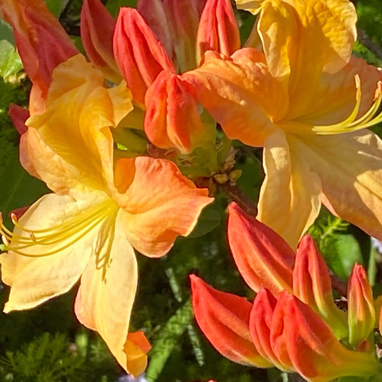 Plant image Rhododendron 'Mandarin Lights'