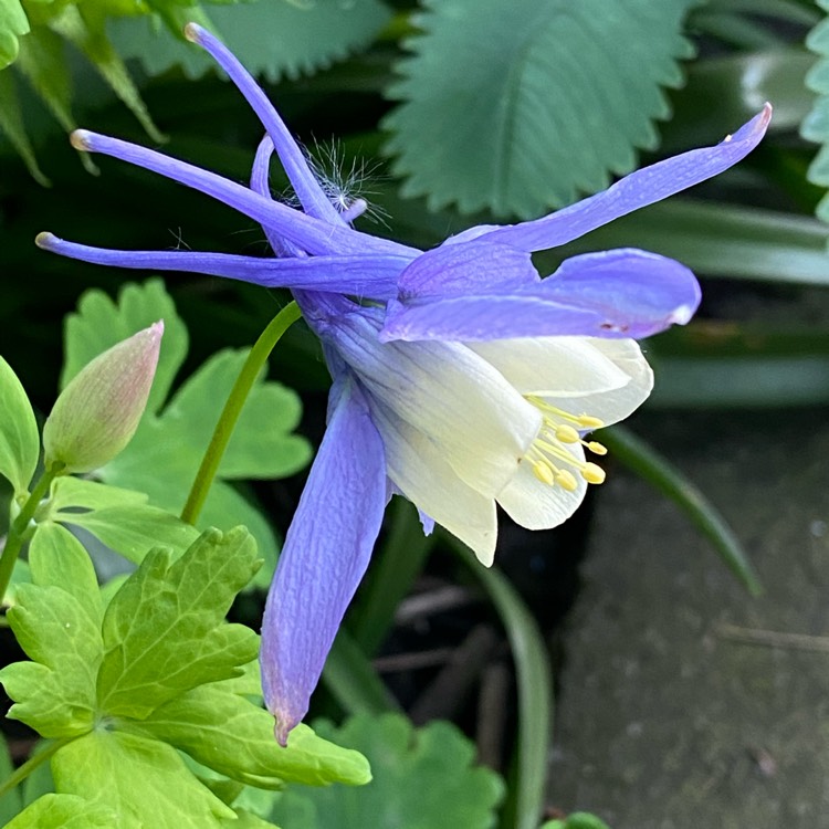 Plant image Aquilegia vulgaris 'Winky Blue And White'