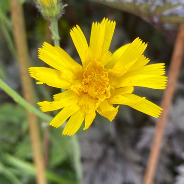 Hieracium maculatum 'Leopard'