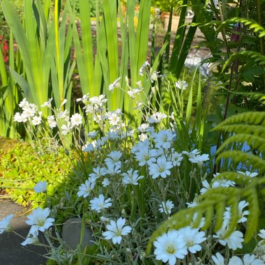 Cerastium tomentosum