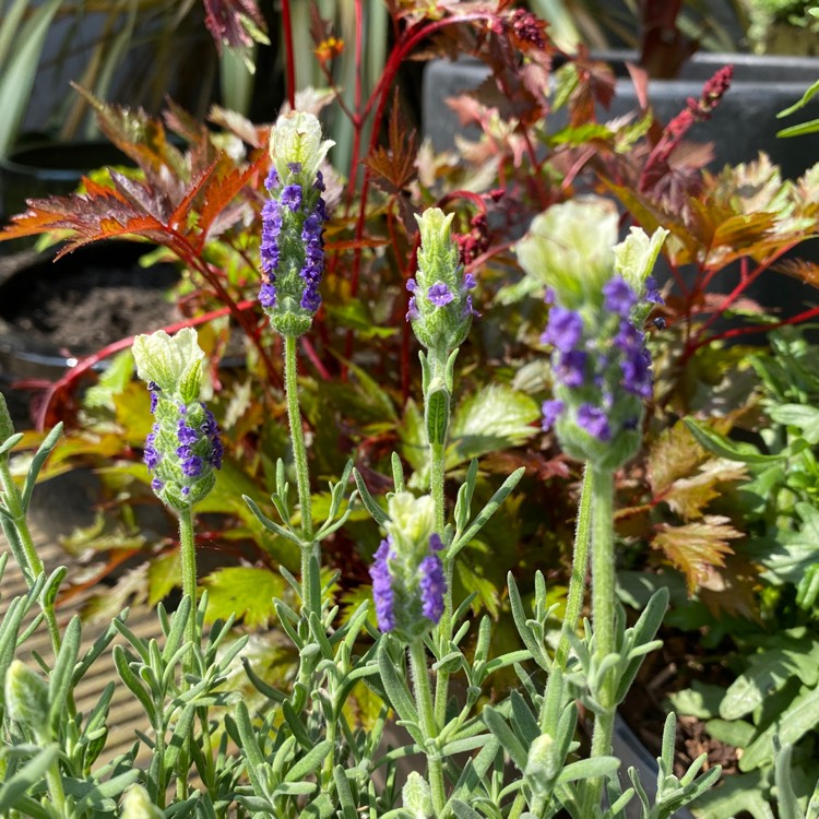 Plant image Lavandula stoechas 'Anouk White' (Anouk Series)