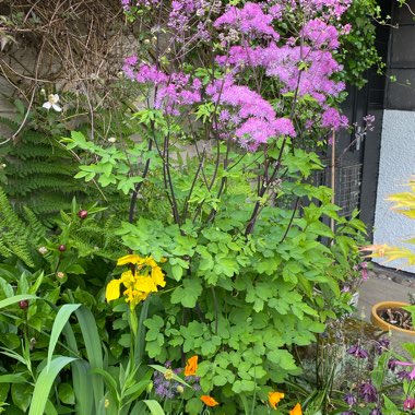 Thalictrum 'Black Stockings'