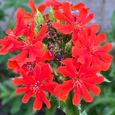 Lychnis chalcedonica