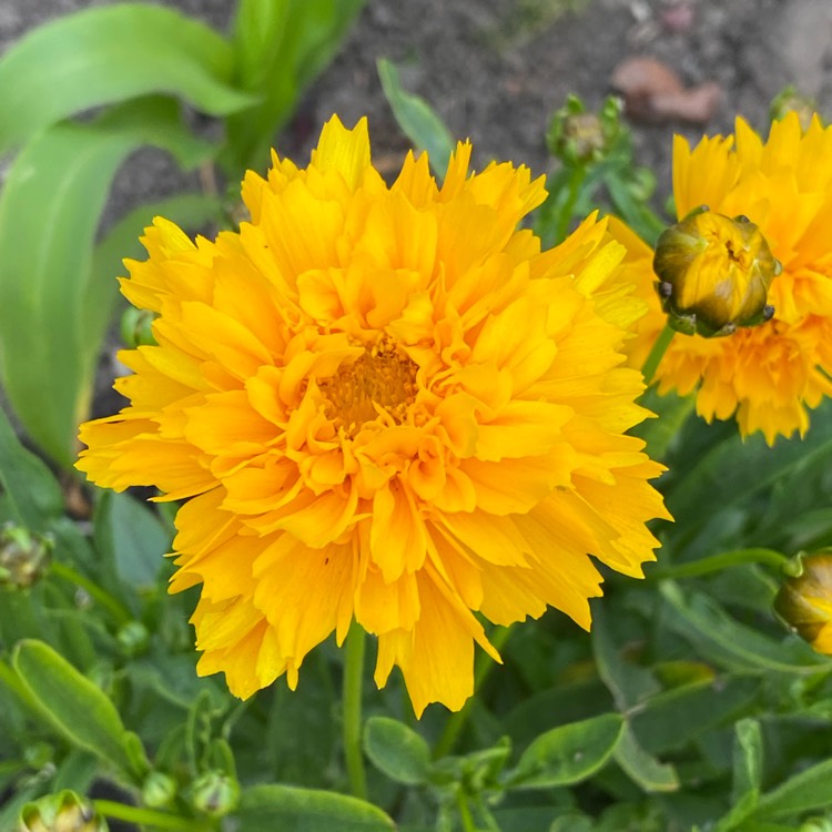 Plant image Coreopsis Early Sunrise