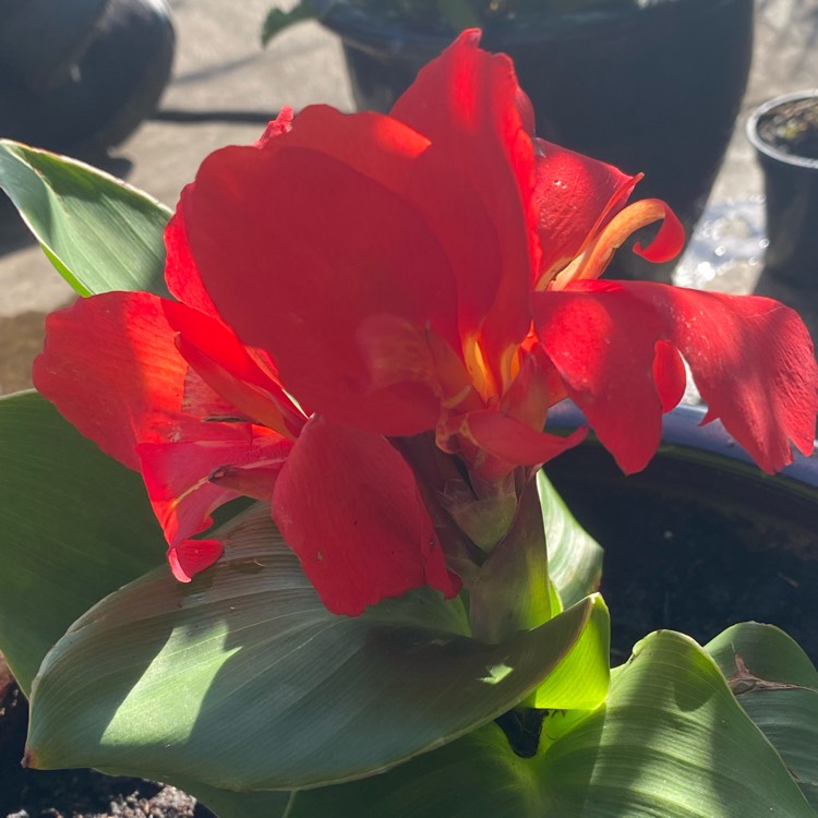 Plant image Canna 'Cannova Mango' (Cannova Series)