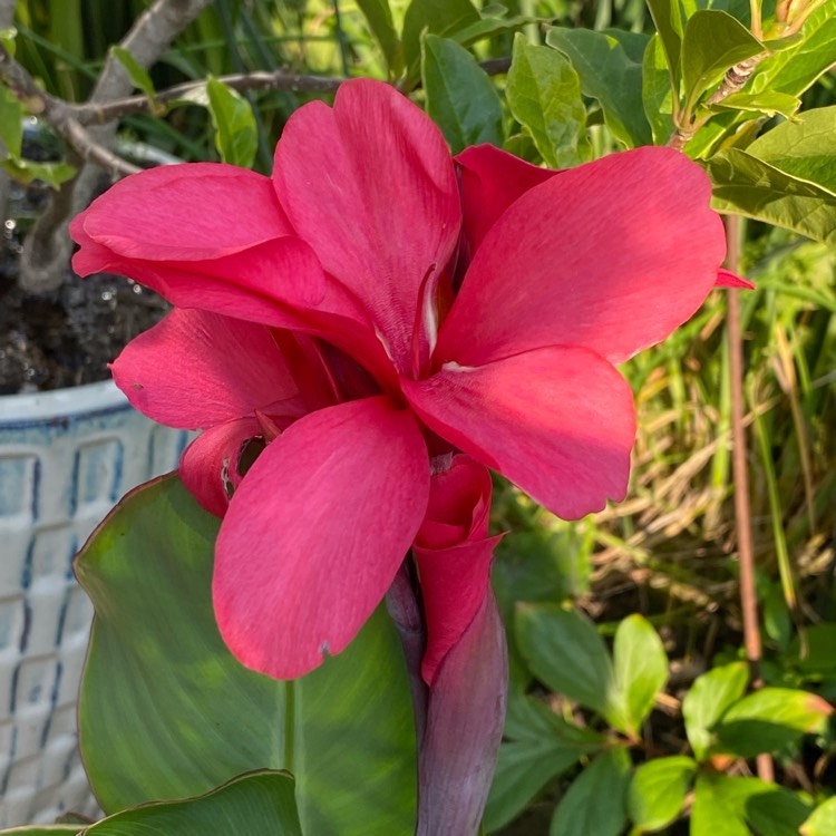 Plant image Canna 'Cannova Rose' (Cannova Series)