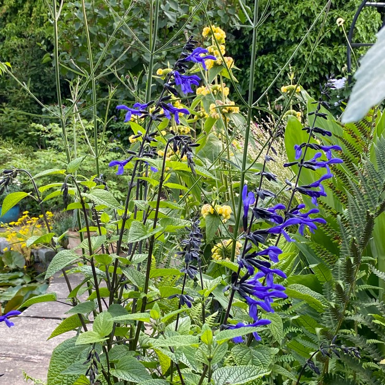 Plant image Salvia Black and Bloom