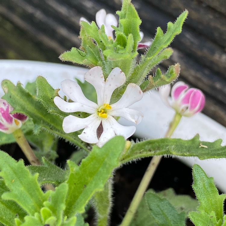 Plant image Zaluzianskya ovata 'Star Balsam'