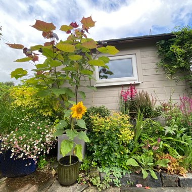 Catalpa x erubescens 'Purpurea'