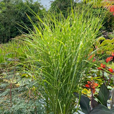 Miscanthus sinensis 'Strictus'