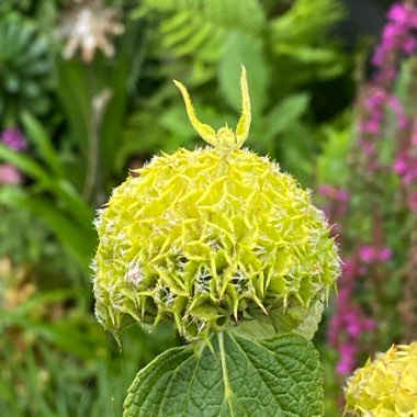 Phlomis russeliana