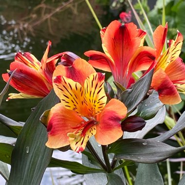 Alstroemeria 'Tesronto' (Summer Paradise Series) syn. Alstroemeria 'Indian Summer'