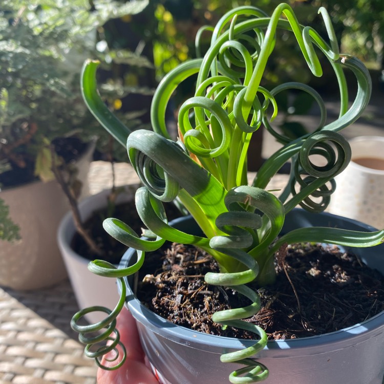 Plant image Albuca spiralis 'Frizzle Sizzle'