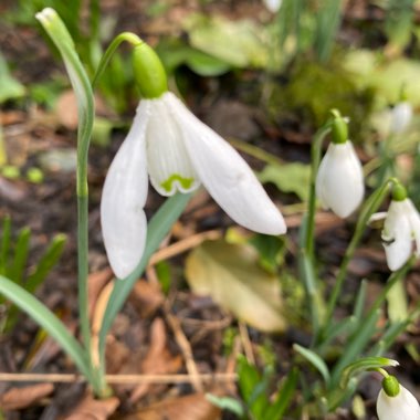 Galanthus nivalis