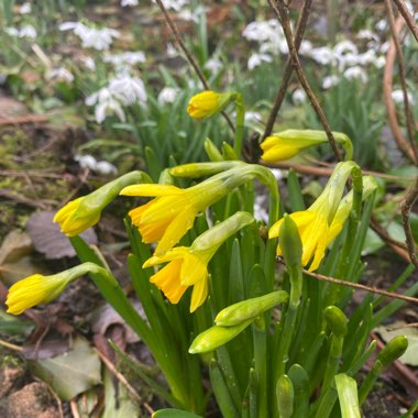 Narcissus 'Tête-à-Tête'