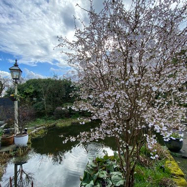 Prunus incisa 'Kojo-no-mai'