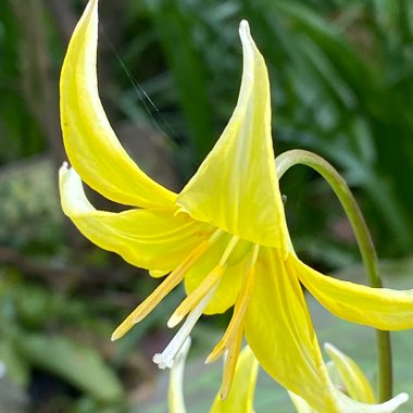 Erythronium 'Pagoda'