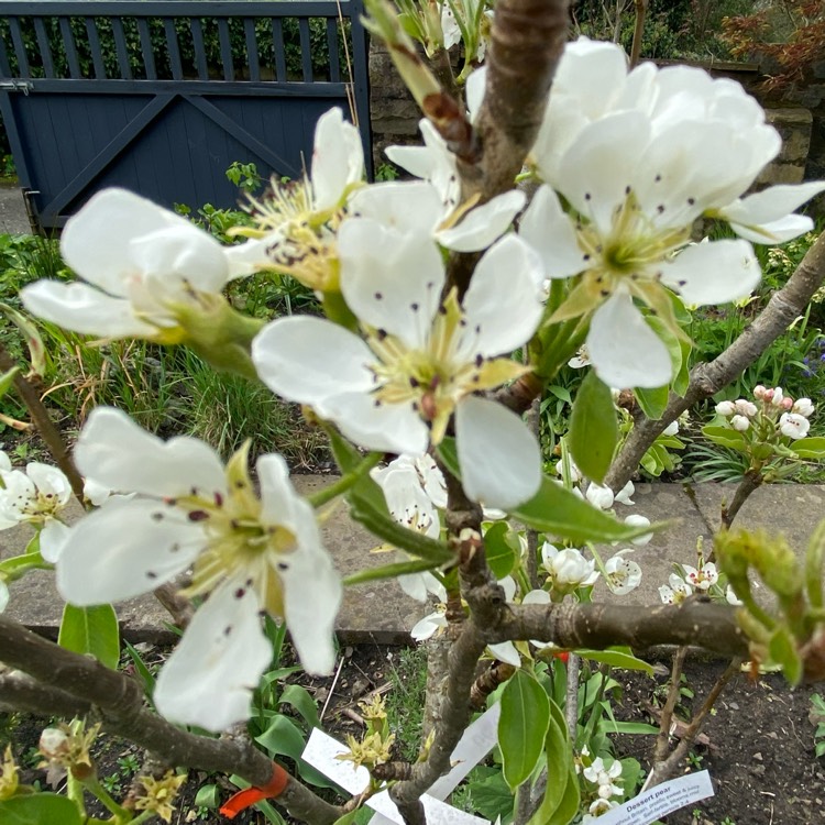 Plant image Pyrus communis