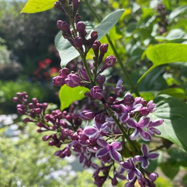 Syringa vulgaris 'Sensation'